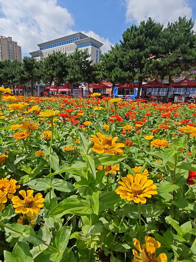 快门准备好了吗？国庆假期「青城浪漫citywalk」路线已送达，张张出片霸屏朋友圈！