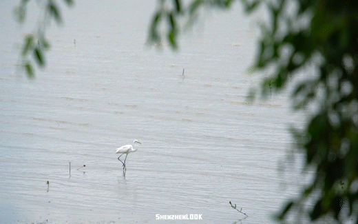 “春运都没这么多人”！深圳知名景区刷屏，网友纷纷“劝退”！