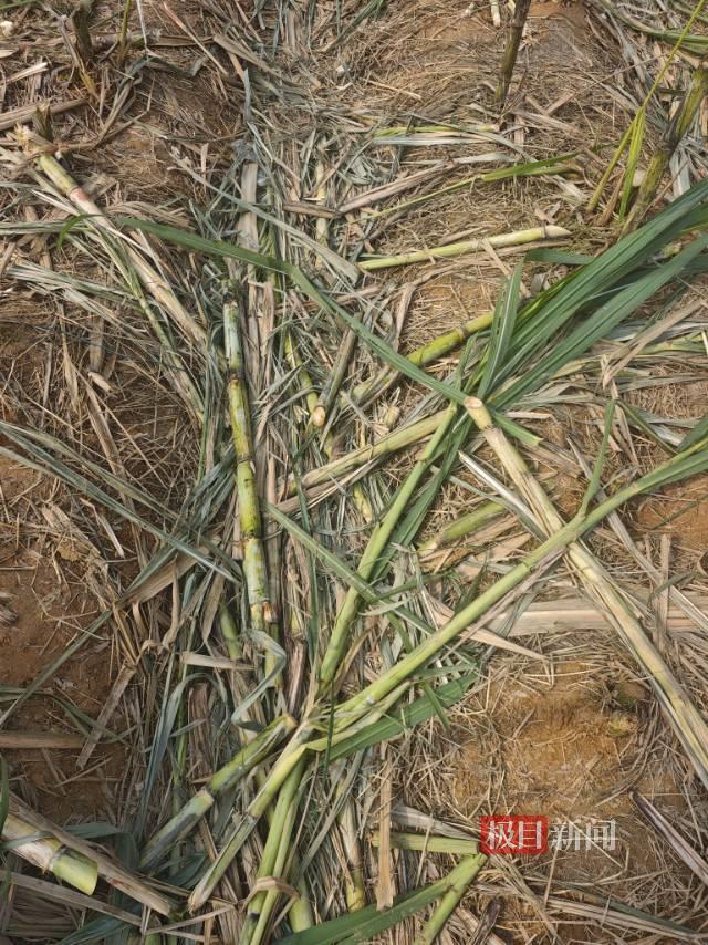 成都女子驱车百公里到眉山体验“偷甘蔗”，不过瘾又改当NPC抓人：不为吃甘蔗，只想体验童年快乐