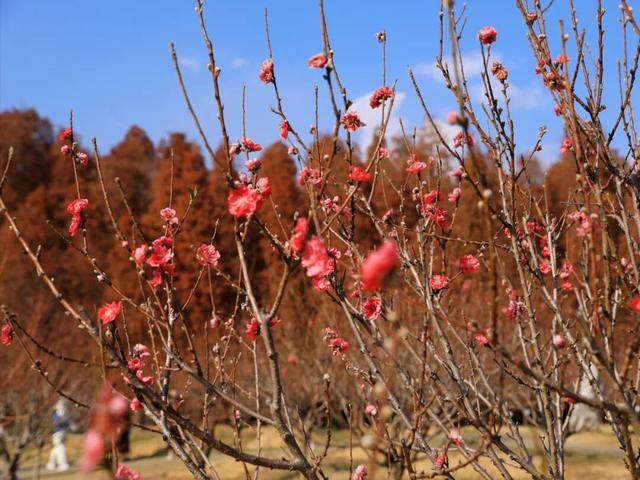 腊八至，春已近！七星岩这片桃红樱粉，是春天递来的浪漫预告~