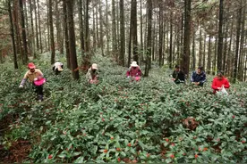 锦屏：草珊瑚种植结硕果 拓宽群众增收致富路图片