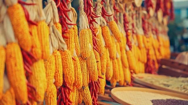 “好柿发生”～婺女洲的“柿”情画意你体验过吗？