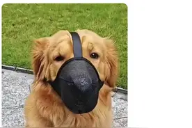 长城微评 | 爱它就牵住它，不要让它背锅图片