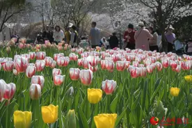 浙江杭州：郁金香美如春日油画图片