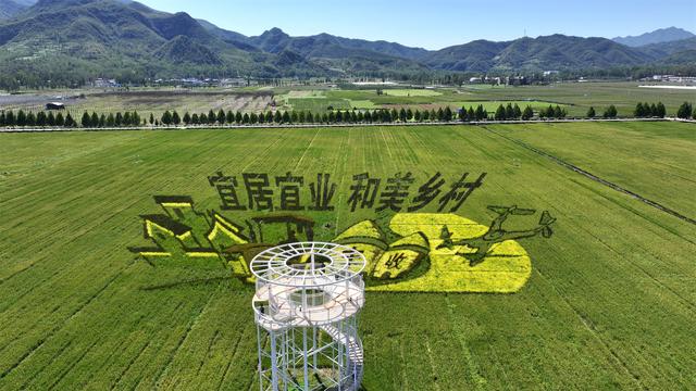 金色稻浪绘秋韵 观光火车穿行汝阳稻田小镇