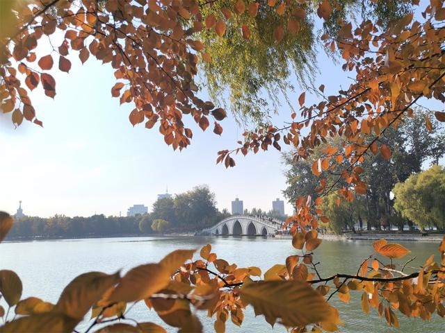 彩叶变色率超85%，玉渊潭公园推出四大赏秋打卡点位