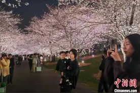 上海急速升温樱花盛放 夜赏樱花如梦如幻图片