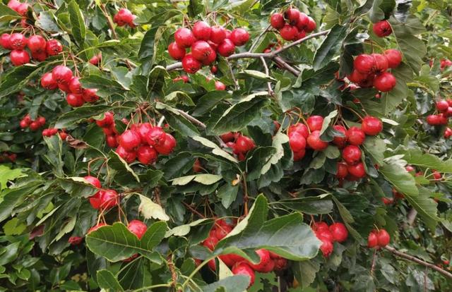 来宿城，寻你“乡”见的秋