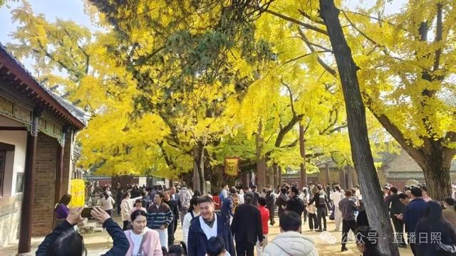 日照秋季“顶流”，已进入高光时刻！