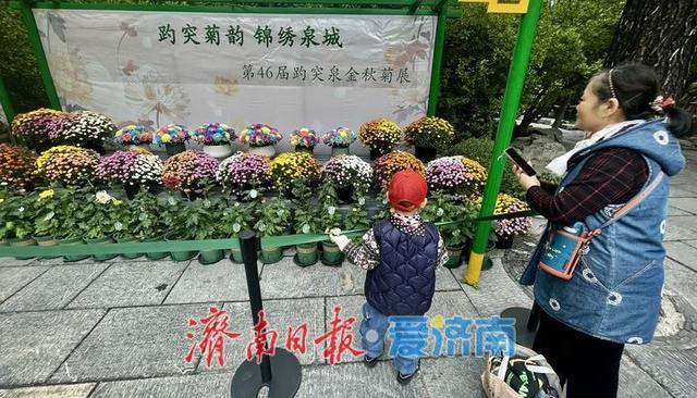 一年四季 泉在济南丨提前探营！趵突泉第46届金秋菊展静候绽放