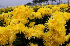 宜城：金菊盛开满地“金”图片