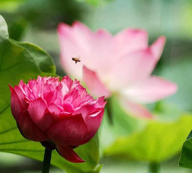 这封珠江公园的“绿色”家书中，藏着广州CBD的“四季画廊”｜信暖珠江④