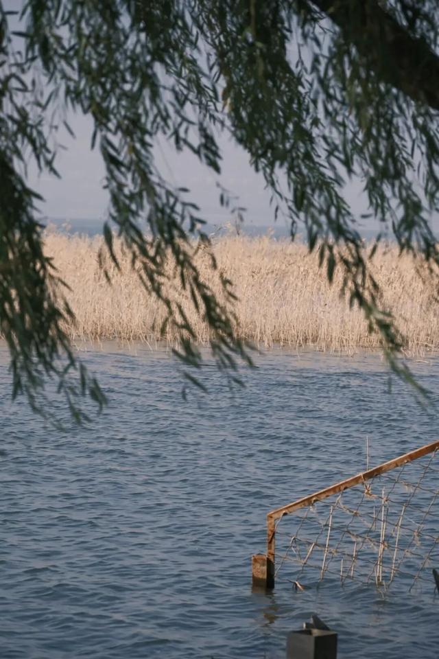 一眼心动！周末邂逅北京芦花漫舞，超有秋日feel~