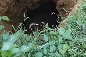 贵州毕节一玉米地现深坑，“一眼看不到底” 镇政府：目前原因不明，应要回填图片