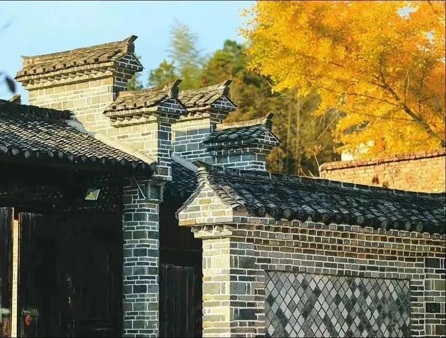 八闽秋冬，藏着一片金色童话