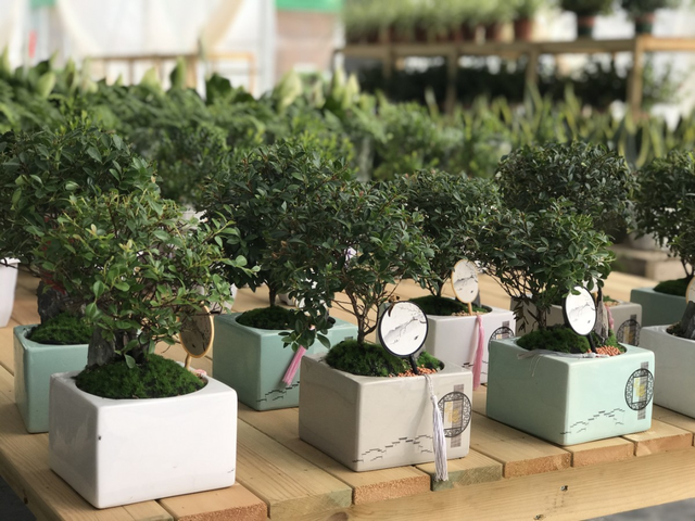 奉贤漫游指南：从海湾潮声到田园荷香，更有多重优惠