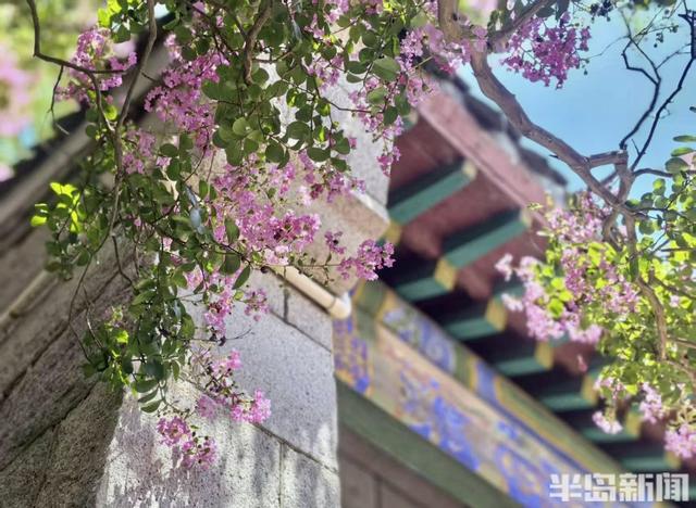 崂山明霞洞百年紫薇盛放，古木繁花绘就盛夏画卷
