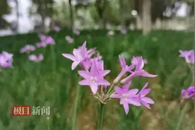 初夏时分来武汉邂逅最美花海图片