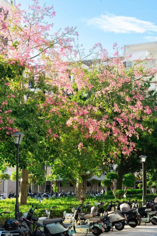 闽侯异木棉全盛登场！是谁的大学这么浪漫呀？