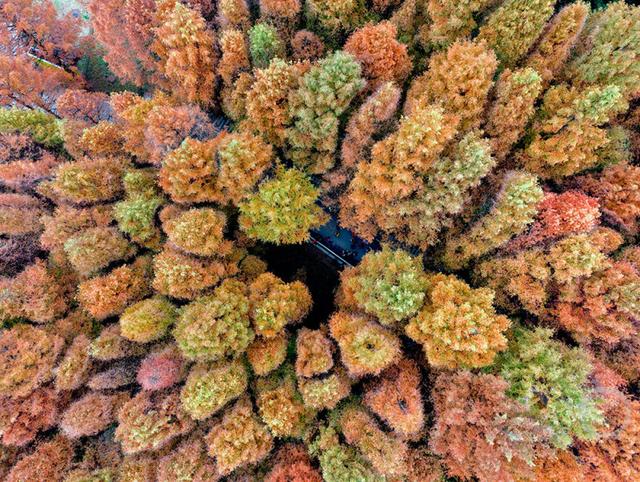 重庆南川：彩林季点燃冬日旅游热