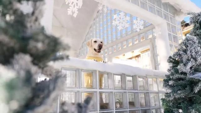 免费申领！白云山冰雪仙境邀您花式玩儿雪！