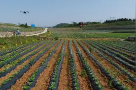 湖北十堰：无人机“飞防”助力烟农增收图片