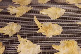 鱼胶变“金胶”：广东渔业高质量发展新样本图片