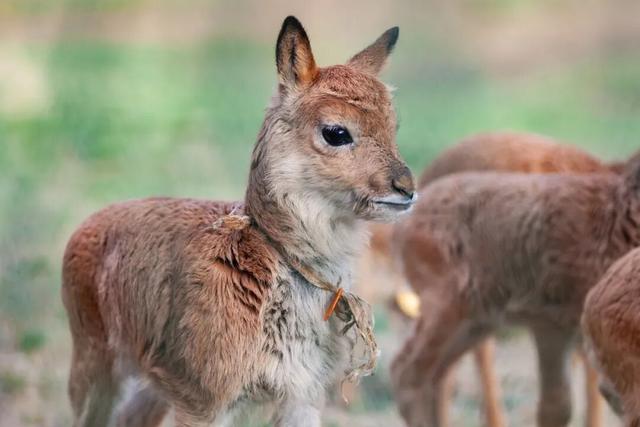 中国最伟大的荒野，从盗猎战场到生命乐园