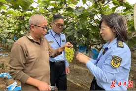 “阳光玫瑰”葡萄农残超标？ 东西湖区“快检”全部合格图片