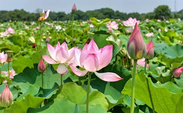 盛夏“荷”处去？三湘美景等你约……