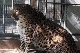 一动物园被调侃为“全国模范养猪基地”，园方回应图片