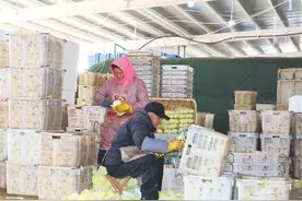 纳章镇“小冷库” 变成群众增收“小金库”图片