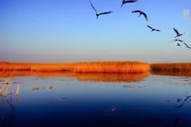 黄河三角洲：数字赋能，AI技术守护迁徙候鸟图片