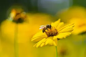 世界蜜蜂日｜“蜜”切关注传粉昆虫，普通人也能参与保护环境图片