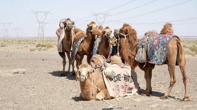126天穿越数千公里，驼队已到河南！“洛阳不是终点”，队长蒋晓亮决定“加更”
