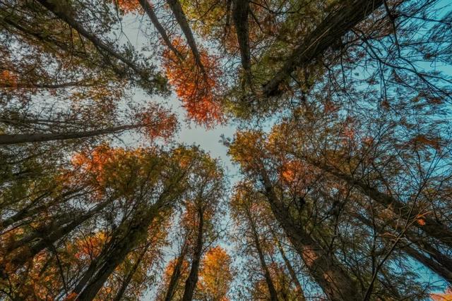 里水落羽杉红了！这些打卡点最出片→