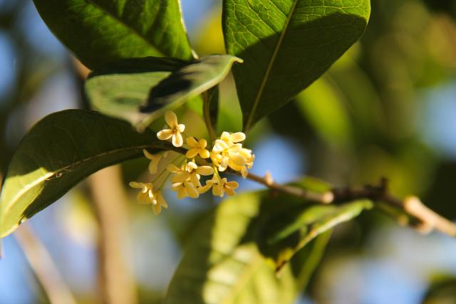 杭城九月赏花指南