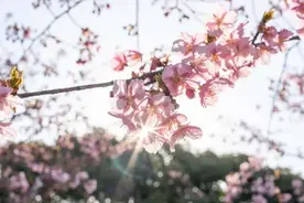就等你了！春暖花开，上海这些地方也太好看了吧！图片