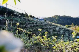 江西安远：梨花绽放胜似雪 乡村振兴踏春来图片