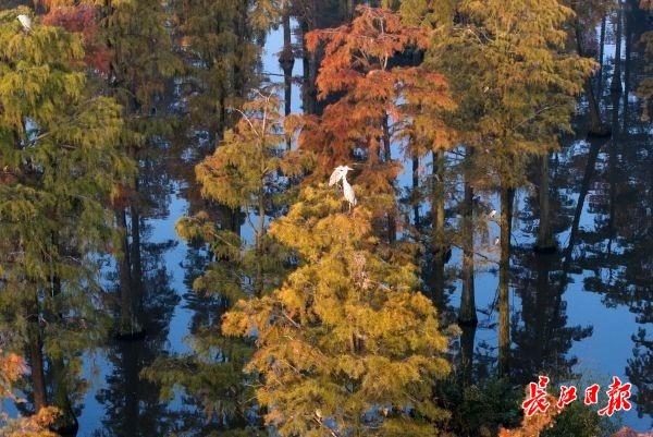 涨渡湖湿地森林公园层林尽染