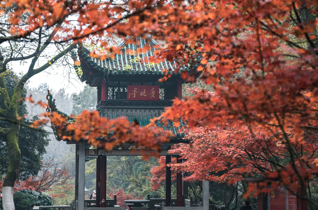 周末·美景丨太美了！一年一度，长沙人最盼望的这天来了（附攻略）