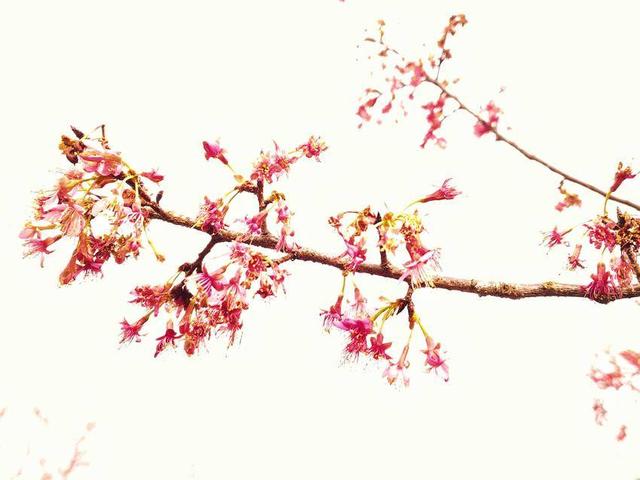 寒冬樱色 一眼心动 快来华容杏福园邂逅2026第一缕春信