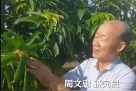 台风后如何管理海南芒果？听一下专家建议图片