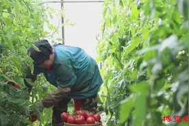 乡村振兴丨高青县菜园新景象！特色种植忙不停，丰收希望正起航！图片