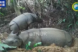 印尼国家公园发现珍稀爪哇犀牛幼崽图片