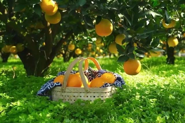 赏花、摘果、逛古镇，玩一天根本不够！