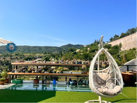 畅游青岛 文明相伴｜崂山秋日C位出道！七百年银杏迎来黄金时刻