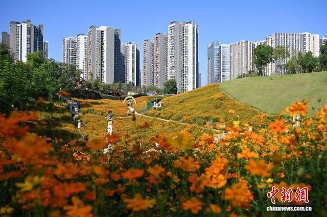 重庆：金秋花海引游人