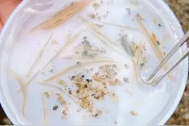 粤海域首现国家二级重点保护野生动物厦门文昌鱼图片