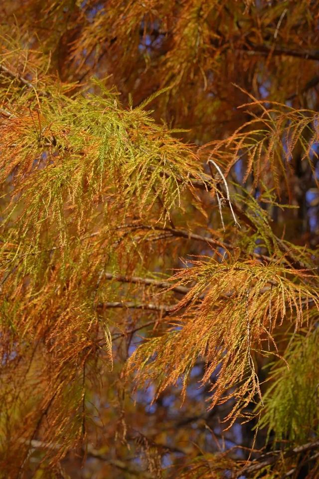 视觉增城｜落羽杉披“红妆” ！快来解锁增城冬日生态画卷